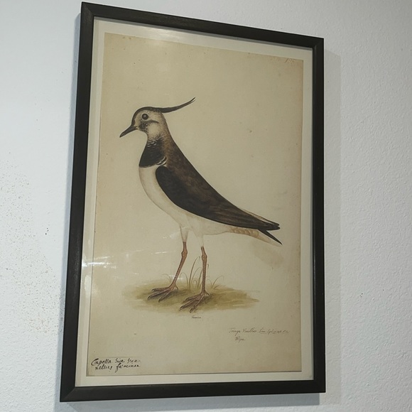 18th CENTURY BIRD RE-STRIKE XVl ✨✨ - Picture 3 of 10